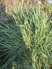 Poaceae