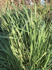 Poaceae