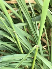 Poaceae