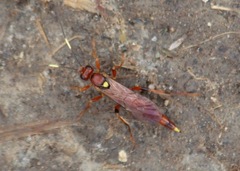 Ectopimorpha wilsoni