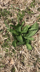 Plantago lanceolata