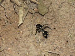 Traumatomutilla graphica