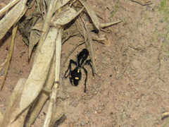 Traumatomutilla graphica