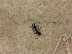 Traumatomutilla graphica