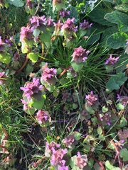 Lamium purpureum