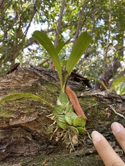 Prosthechea boothiana