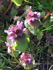 Lamium purpureum
