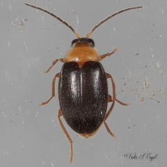 Sacodes pulchella