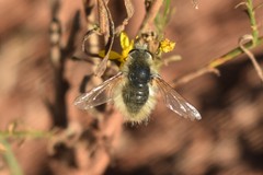 Anastoechus barbatus