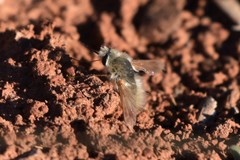 Anastoechus barbatus