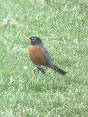 Turdus migratorius
