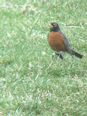 Turdus migratorius