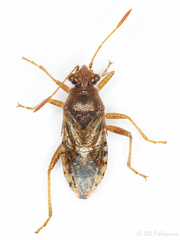 Rhopalus parumpunctatus