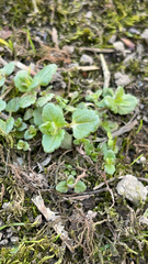 Veronica arvensis