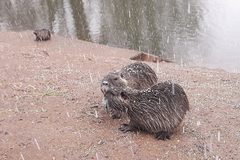 Myocastor coypus