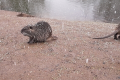 Myocastor coypus