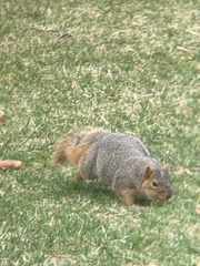 Sciurus niger