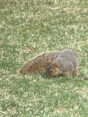 Sciurus niger
