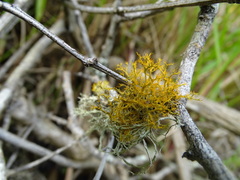 Teloschistes inflatus