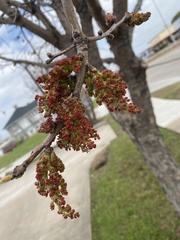 Ulmus americana