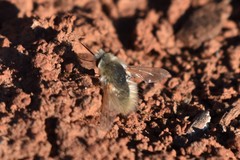 Anastoechus barbatus