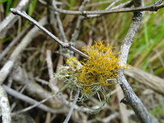 Teloschistes inflatus