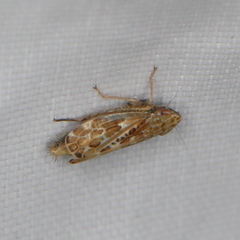 Errastunus ocellaris