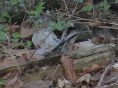 Aegithalos caudatus