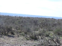 Caroxylon vermiculatum