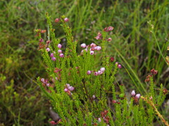 Erica ferrea