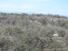 Caroxylon vermiculatum