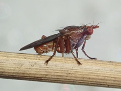 Hydromya dorsalis
