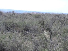 Caroxylon vermiculatum
