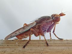 Hydromya dorsalis