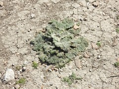 Salvia aethiopis