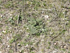 Salvia aethiopis