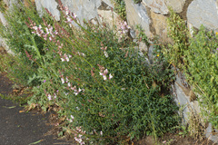 Antirrhinum tortuosum