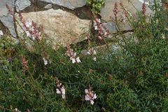 Antirrhinum tortuosum
