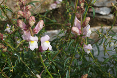 Antirrhinum tortuosum