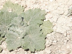 Salvia aethiopis