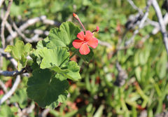 Pelargonium inquinans