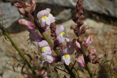 Antirrhinum tortuosum