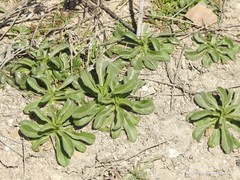Pallenis spinosa