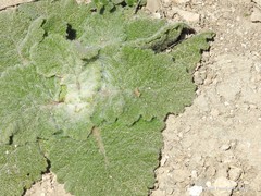 Salvia aethiopis