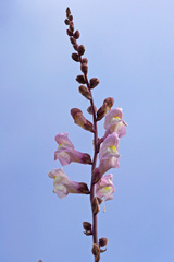 Antirrhinum tortuosum