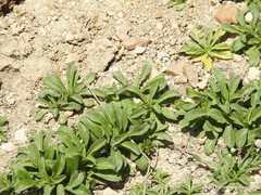 Pallenis spinosa