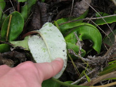 Gerbera wrightii