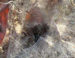 Ischnothele annulata