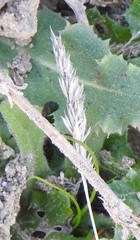 Dactylis glomerata hispanica