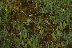 Ranunculus paludosus